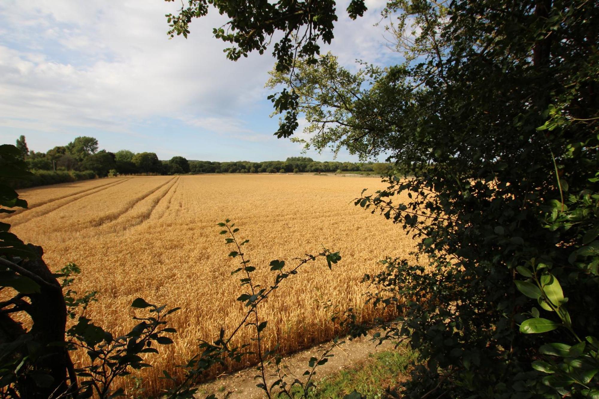Cowslip Barn Annexe, Countryside Stay Near Chichester Exteriör bild