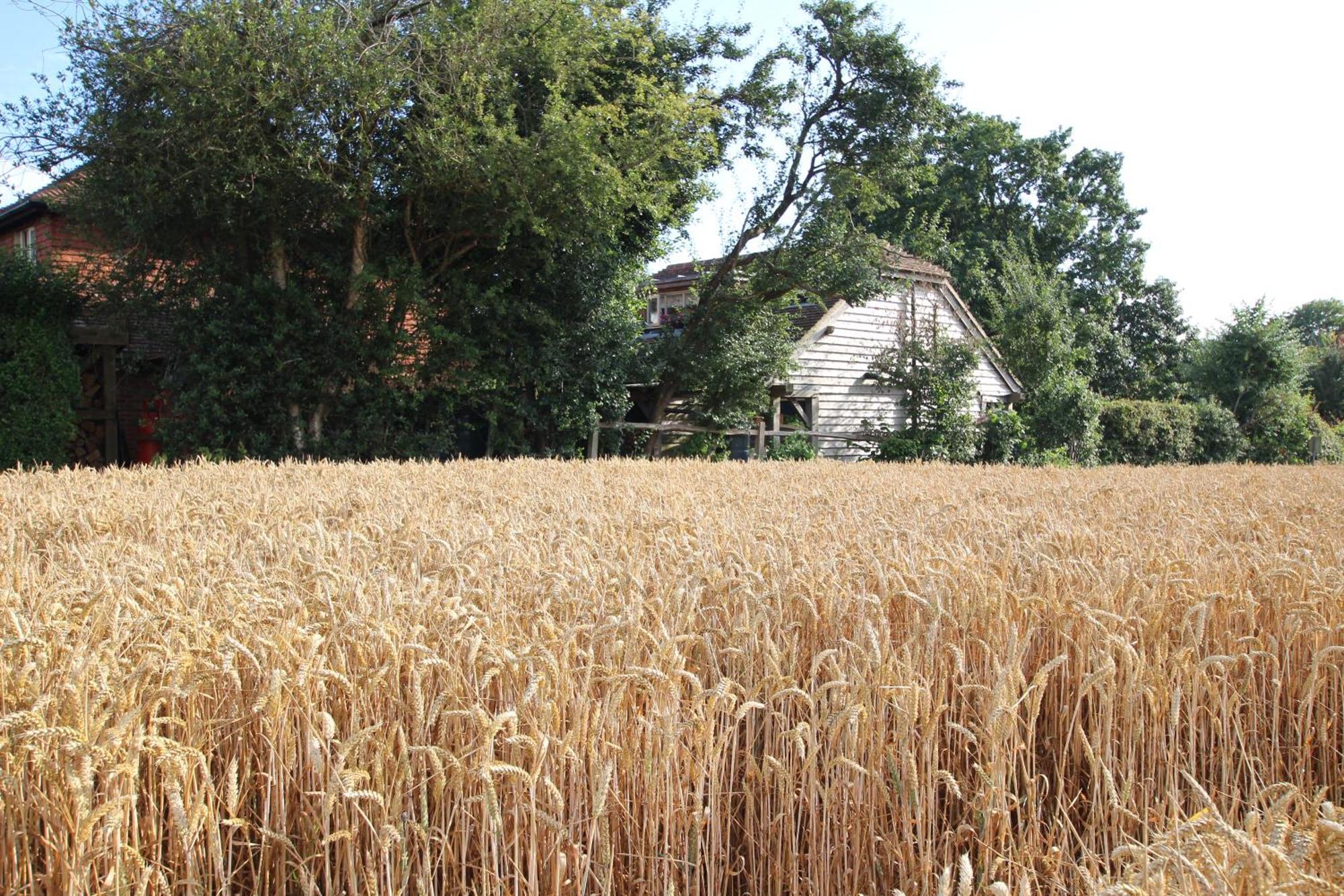 Cowslip Barn Annexe, Countryside Stay Near Chichester Exteriör bild